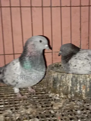 Giribaj Breeding Pair For Sale