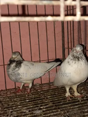 Giribaj Breeding Pair For Sale