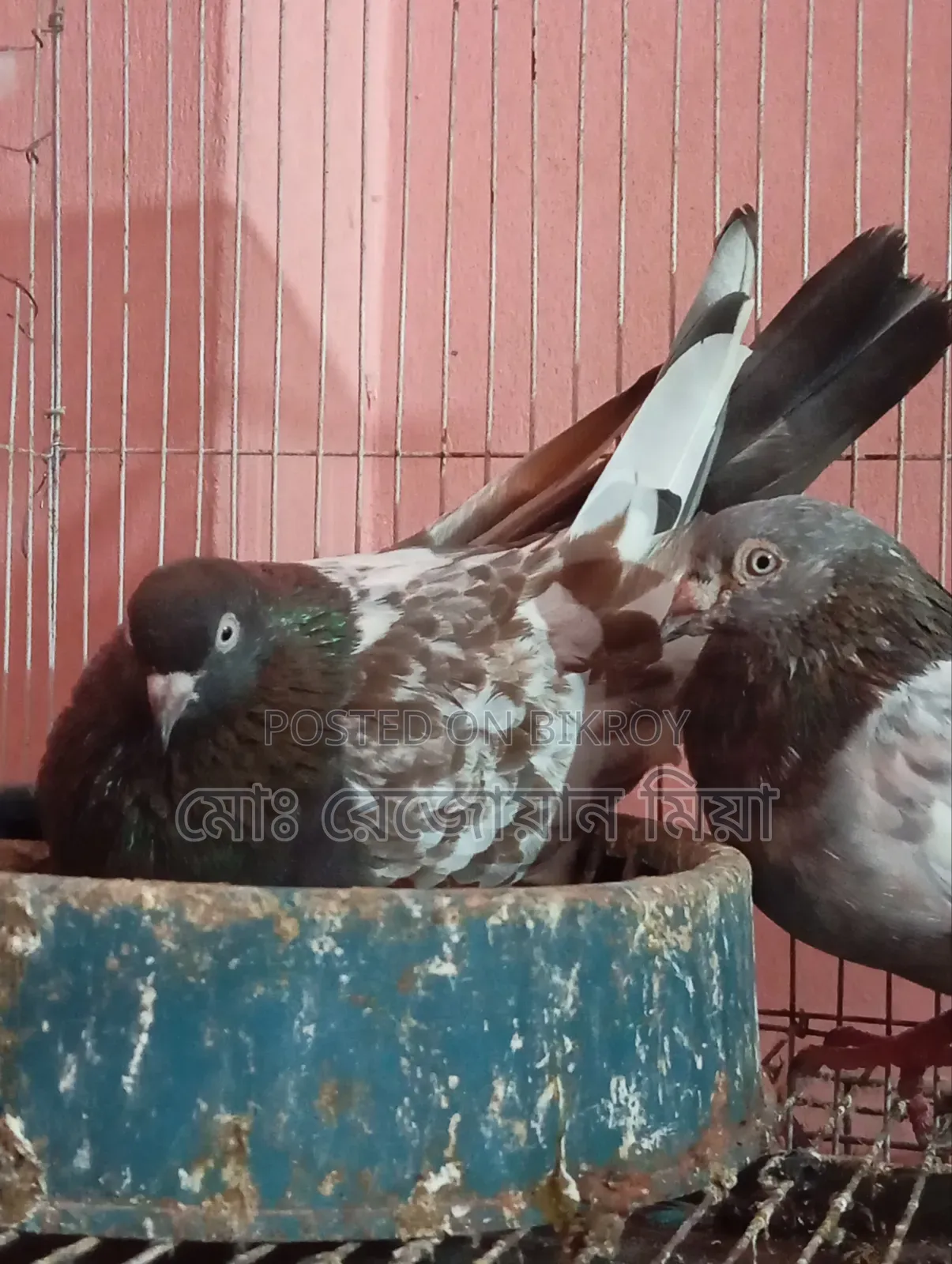 Giribaj Breeding Pair For Sale