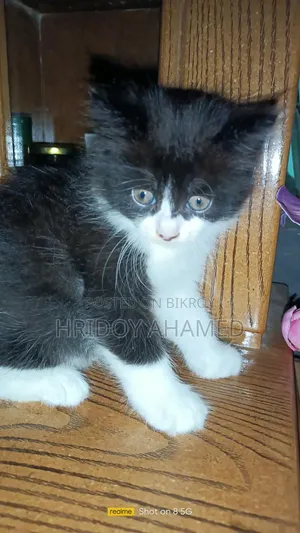 1-3 months Female Purebred Persian