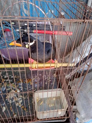 Bird for sale