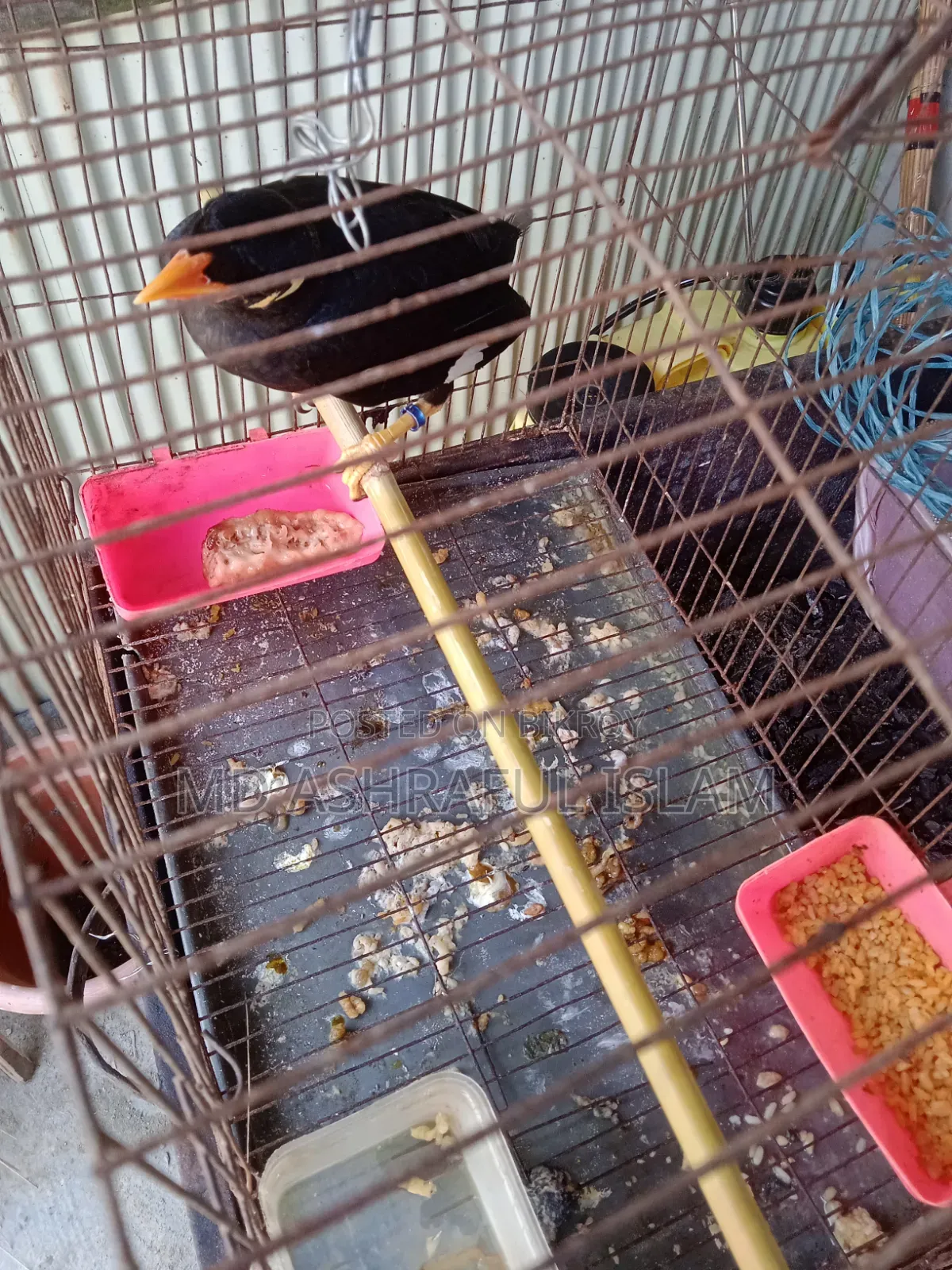 Bird for sale