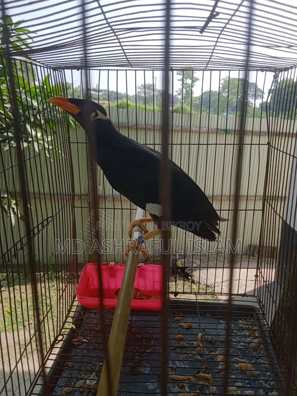 Bird for sale
