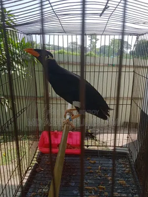 Bird for sale