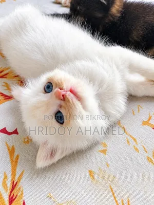 1+ year Female Purebred Persian