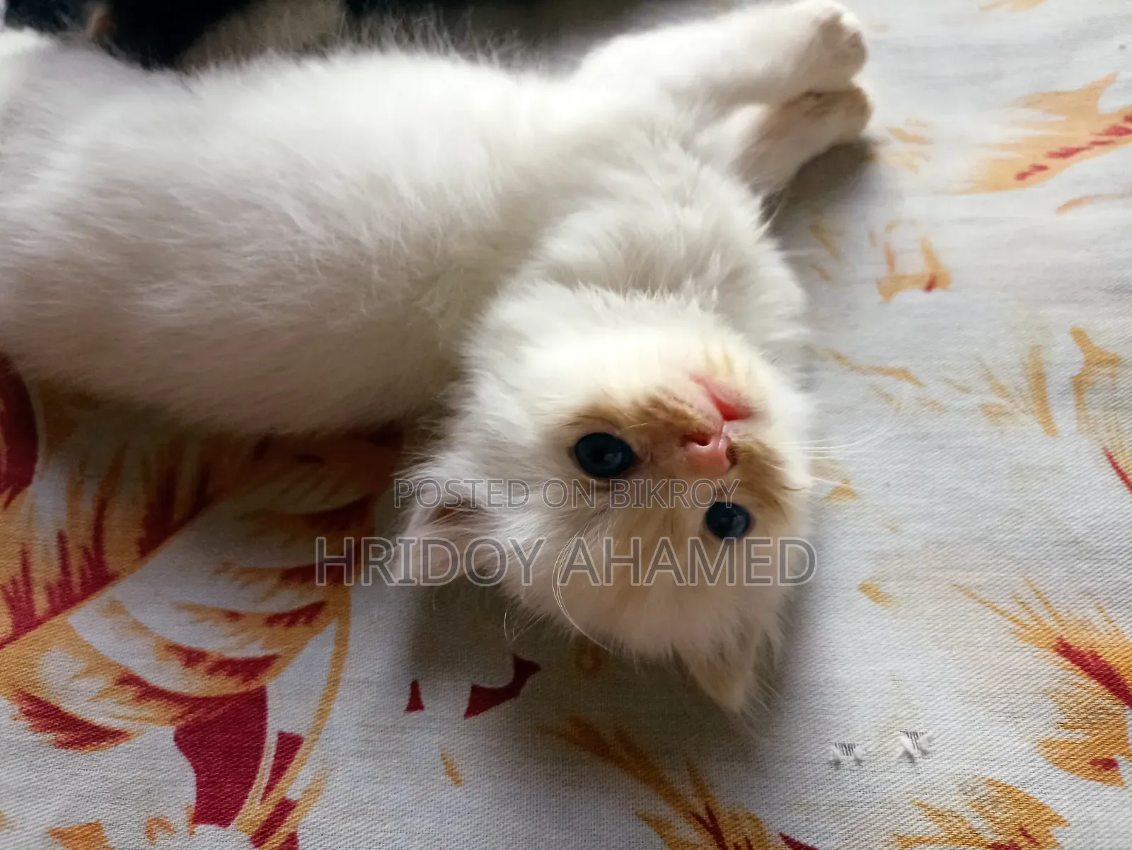 1+ year Female Purebred Persian
