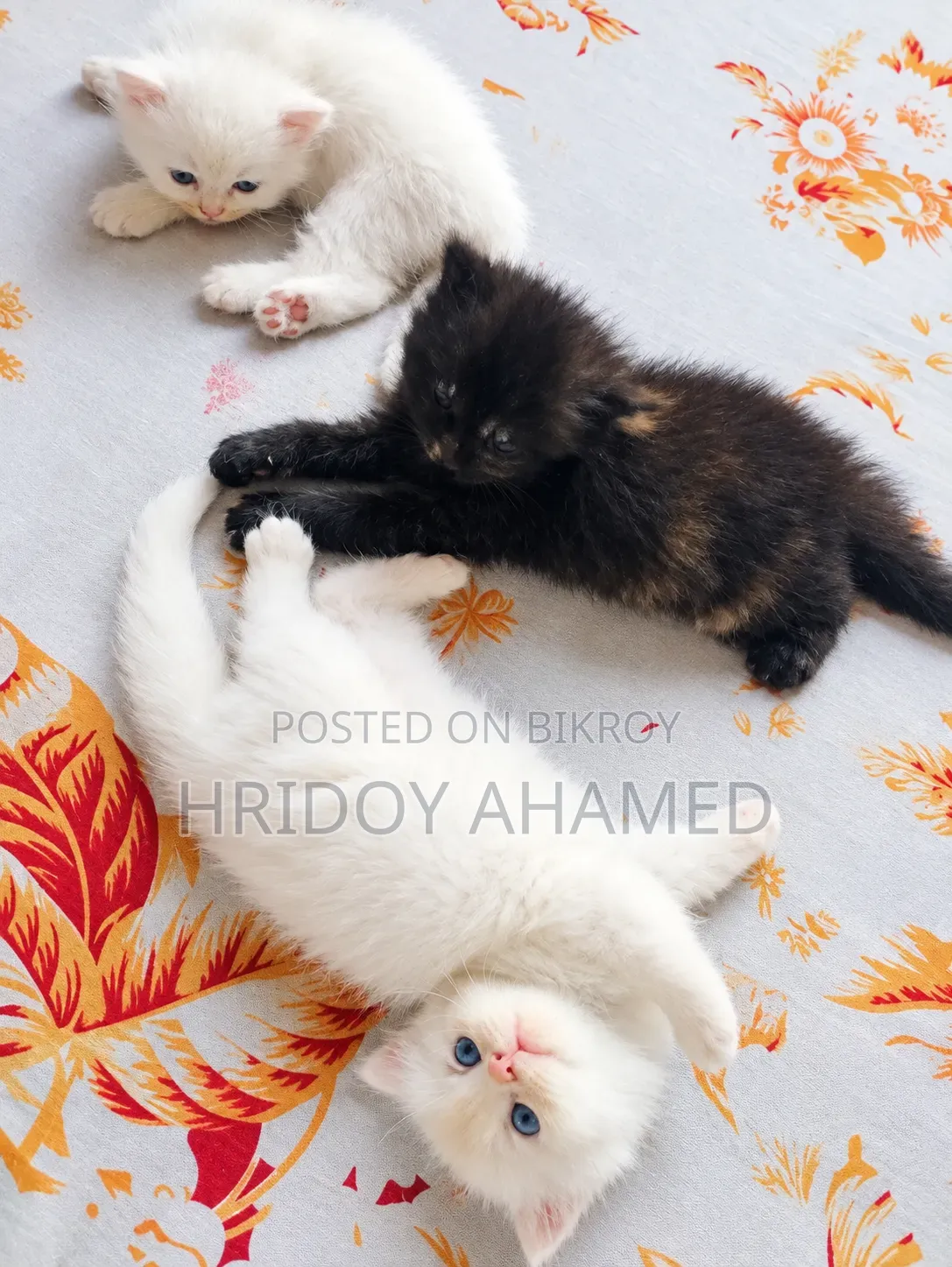 1+ year Female Purebred Persian