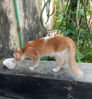 1-3 months Male Mixed Breed Bengal