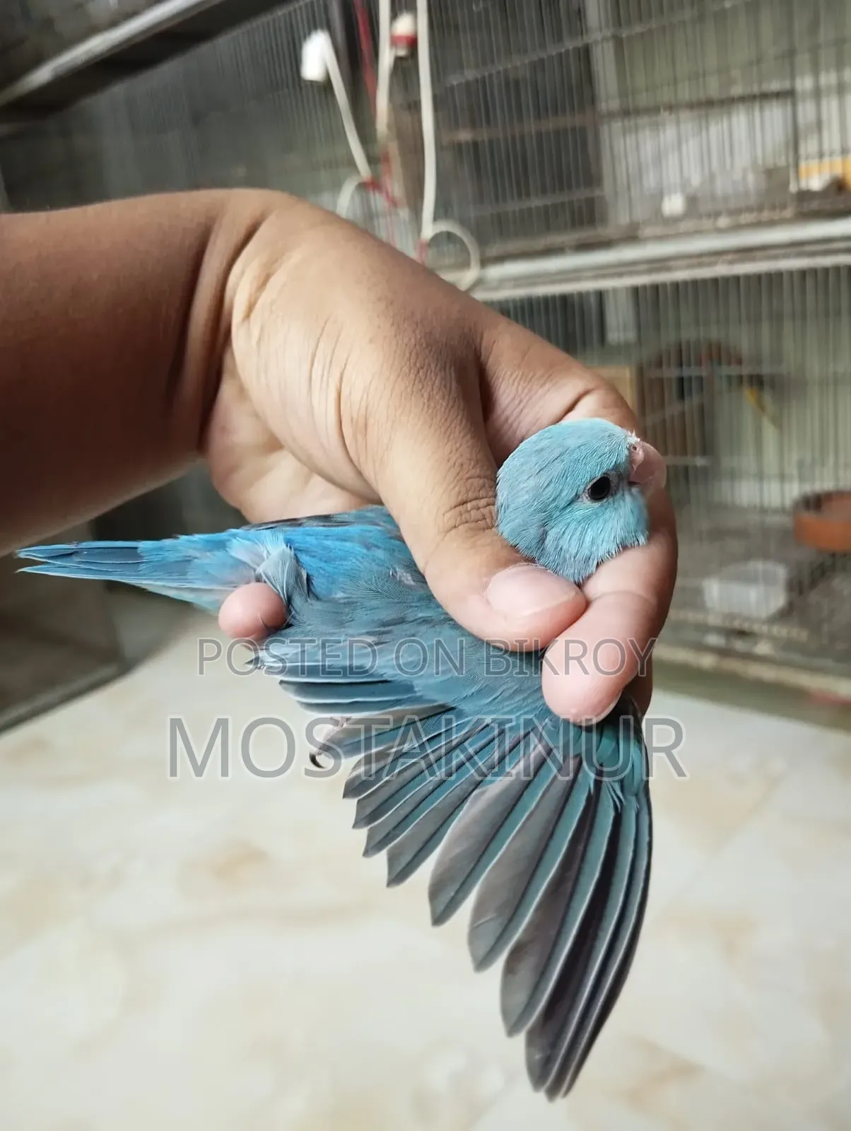 Forpass Bird for Sale