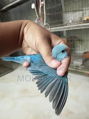 ফরপাস পাখি সেল হবে