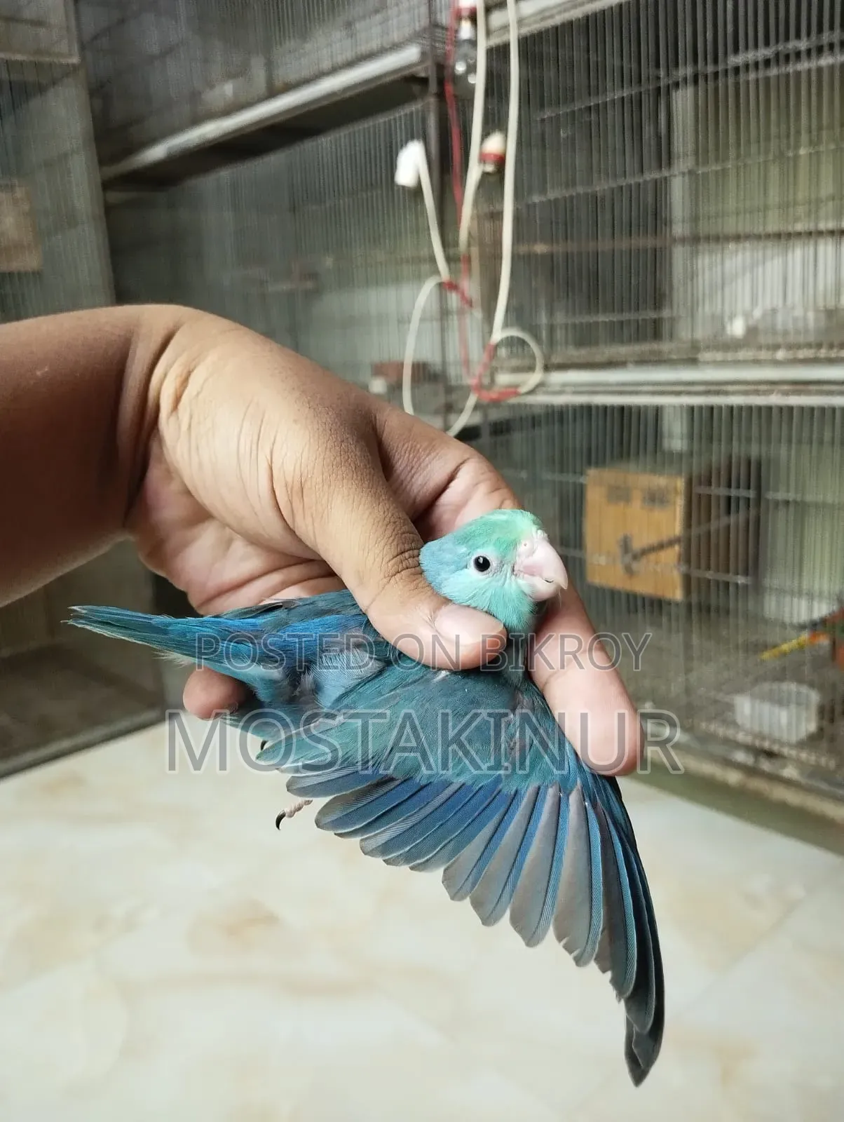 Forpass Bird for Sale