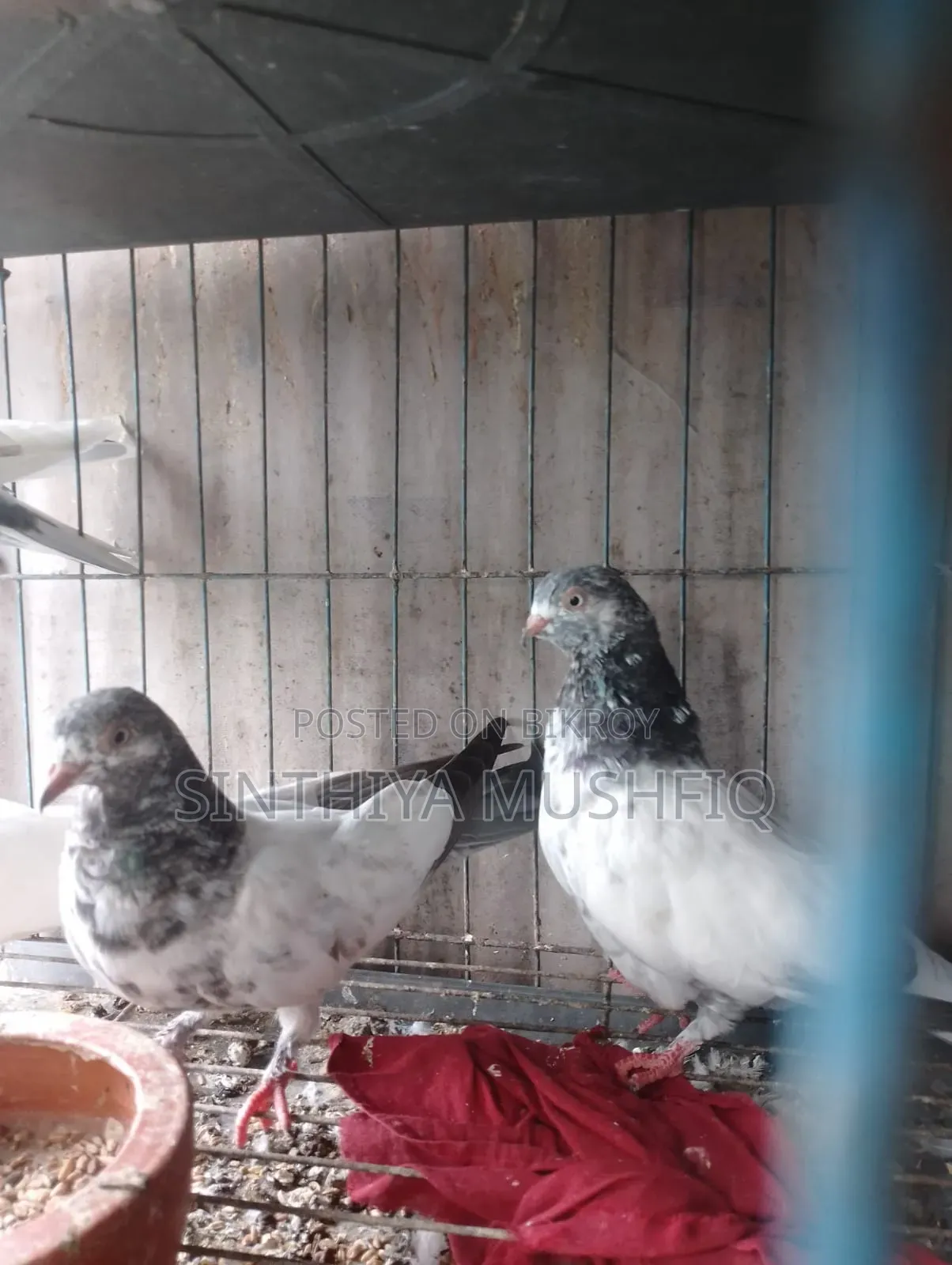 White Neck Pigeon
