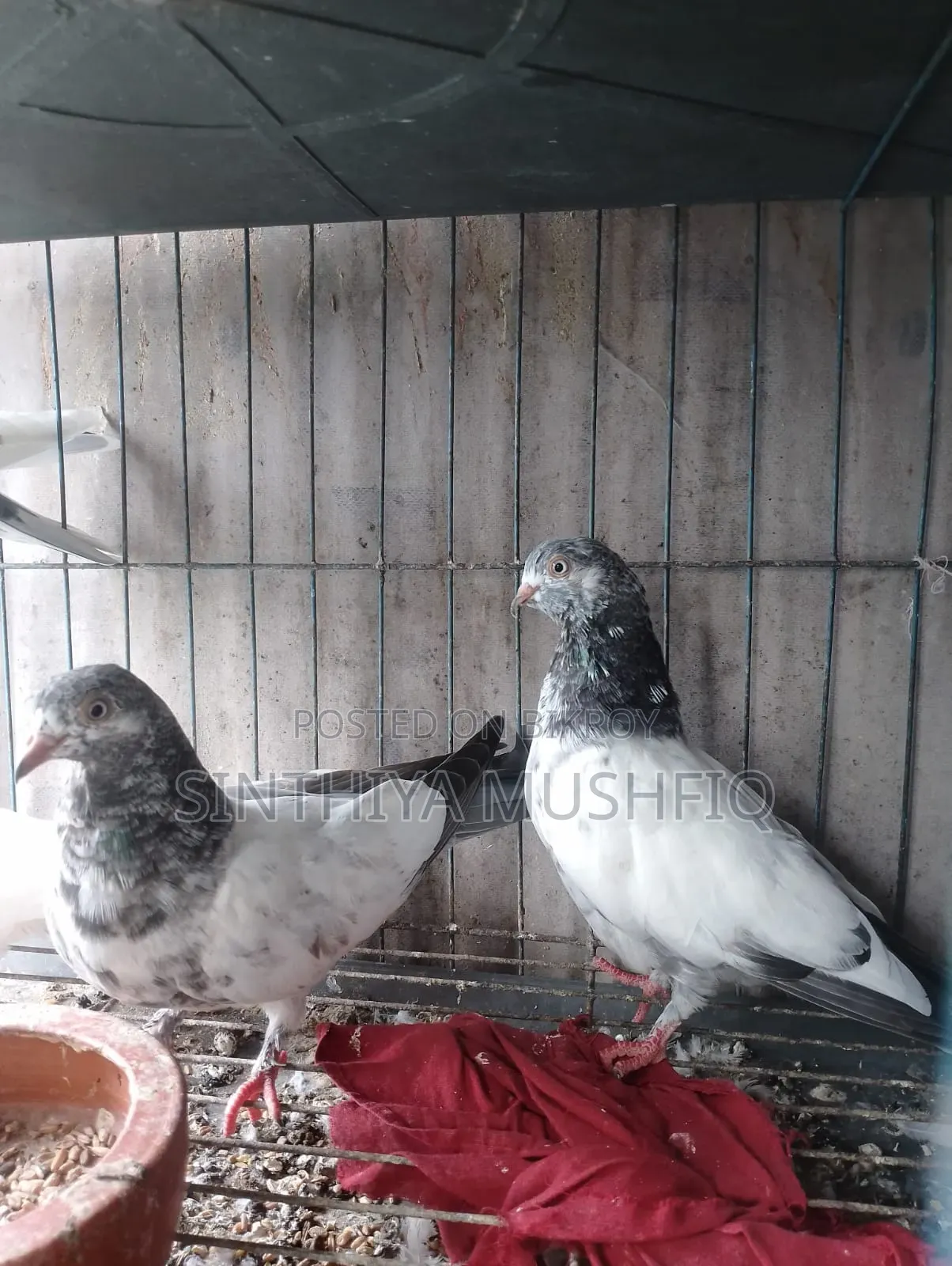 White Neck Pigeon