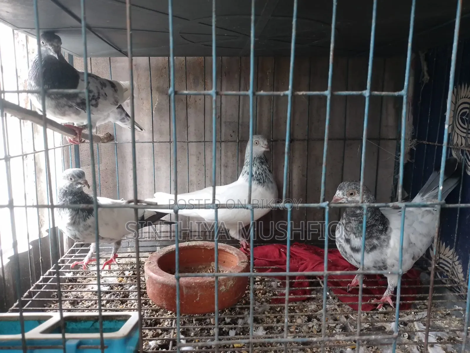 White Neck Pigeon