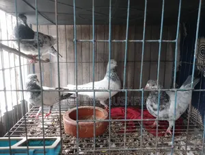 White Neck Pigeon