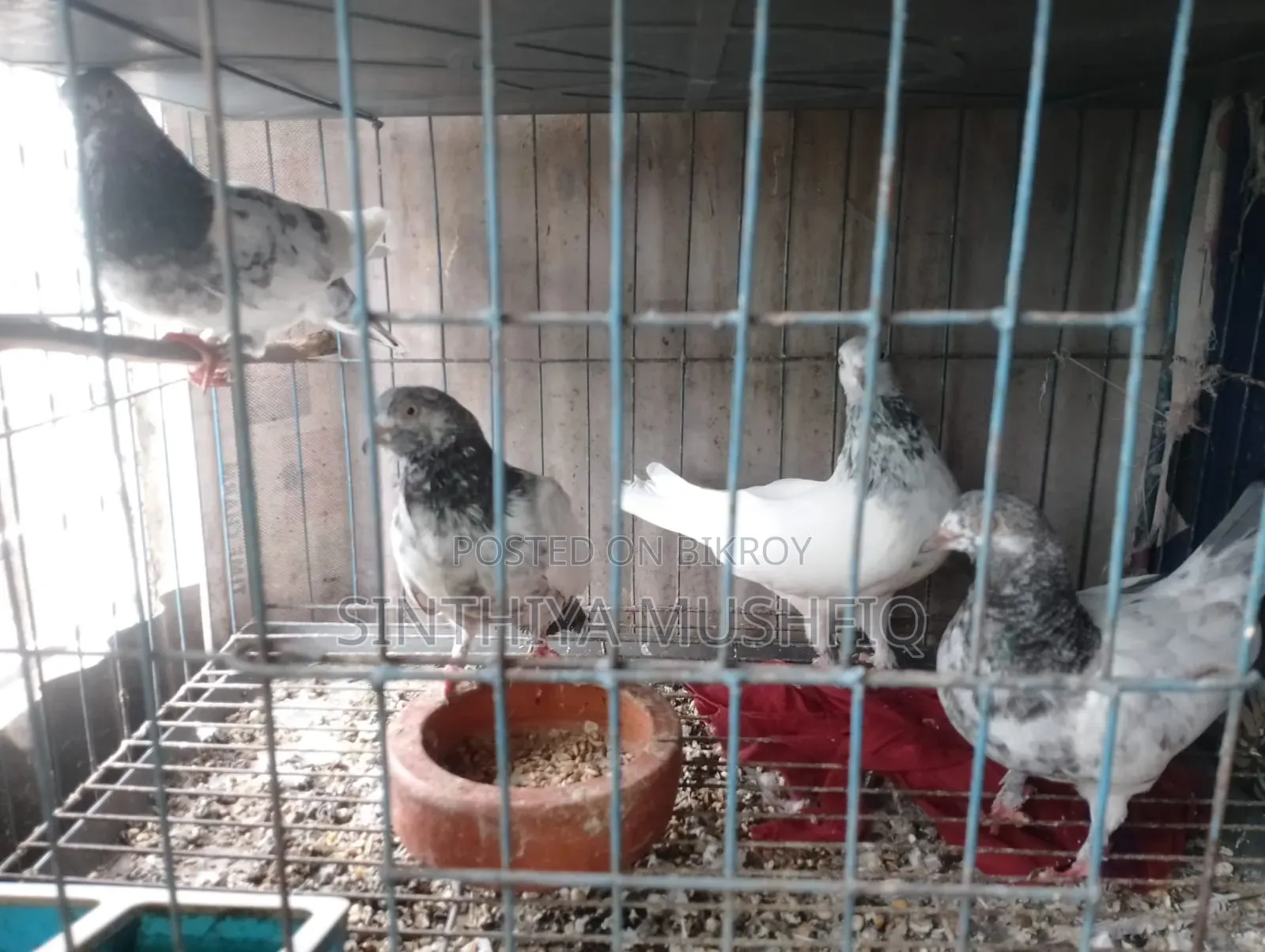White Neck Pigeon
