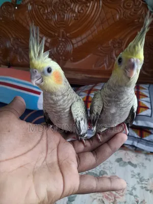 টেম ককাটেল পাখি বিক্রয় হবে
