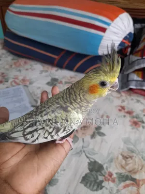Tame Cockatiel Bird for Sale