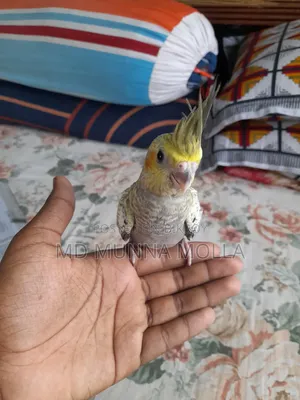 Tame Cockatiel Bird for Sale