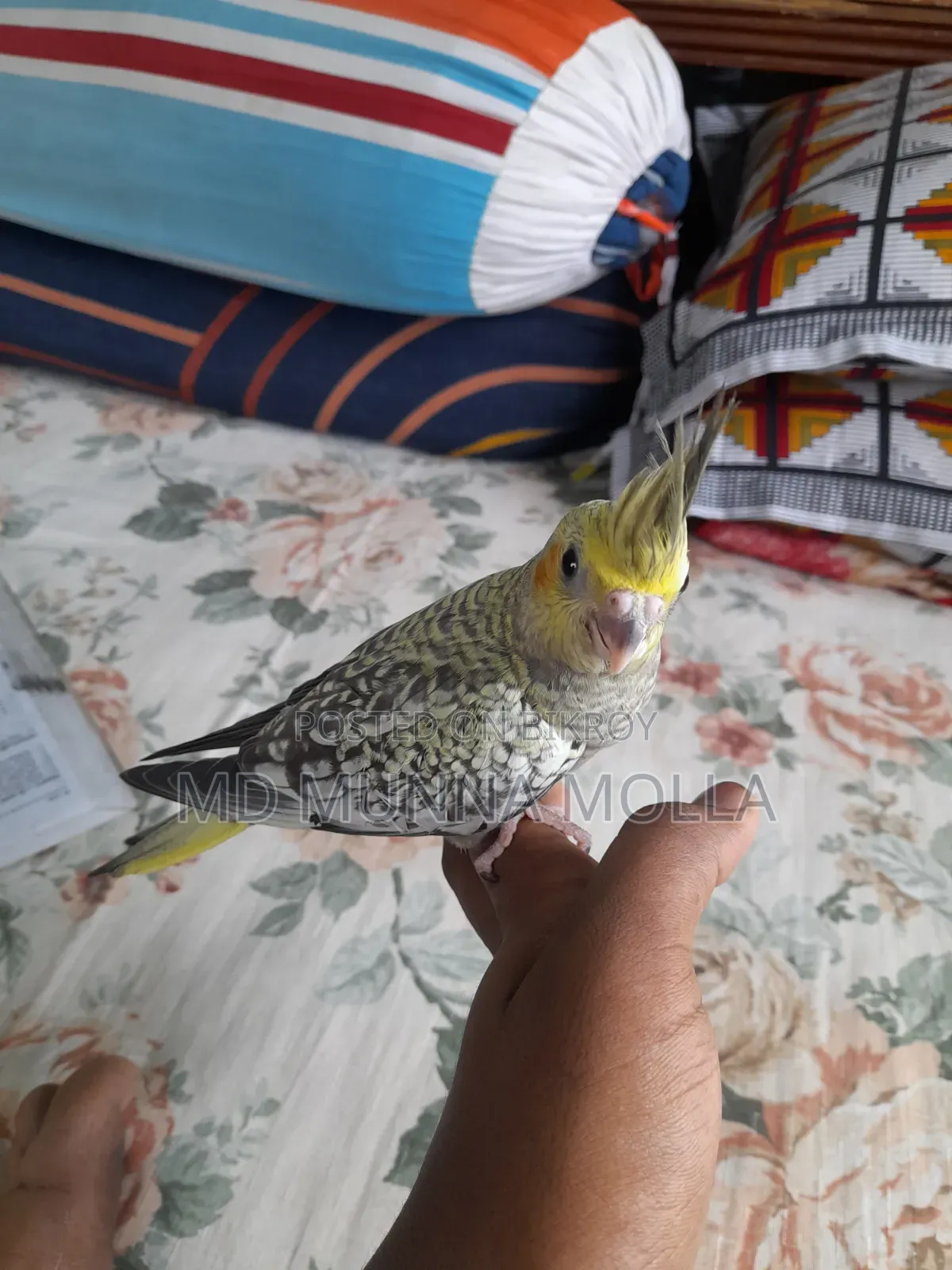 Tame Cockatiel Bird for Sale