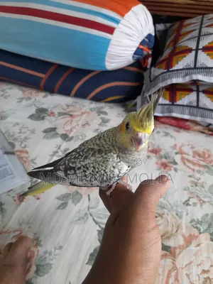 Tame Cockatiel Bird for Sale