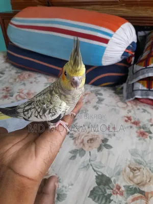 Tame Cockatiel Bird for Sale