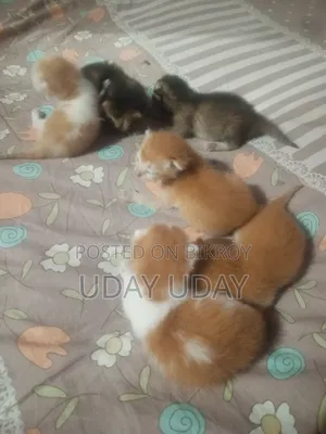 ১+ বছরের মহিলা খাঁটি পার্সিয়ান