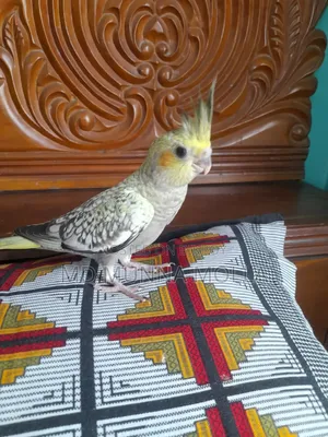 টেম ককাটেল পাখি