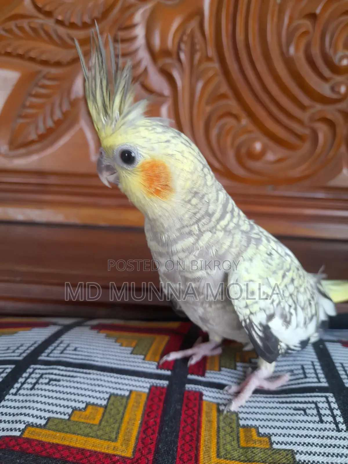 টেম ককাটেল পাখি