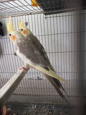Cockatiel Birds (Light Pied)