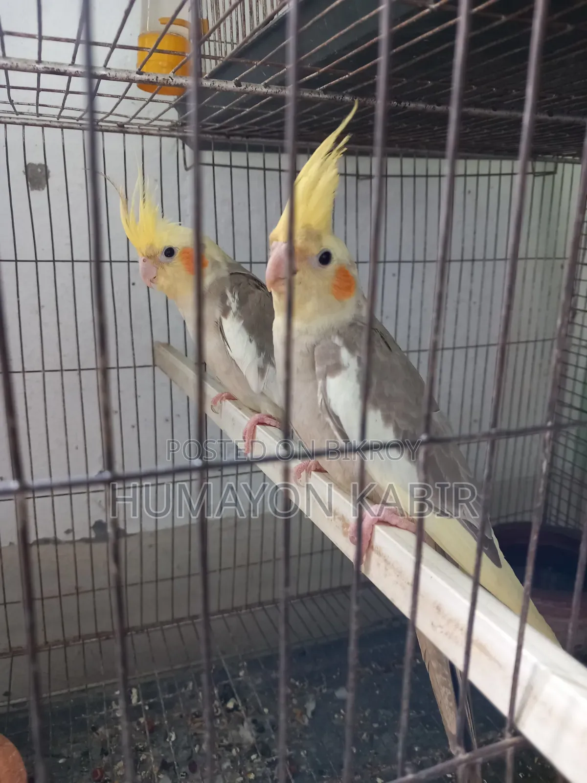 Cockatiel Birds (Light Pied)