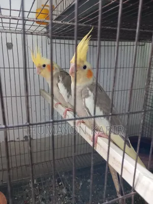 Cockatiel Birds (Light Pied)