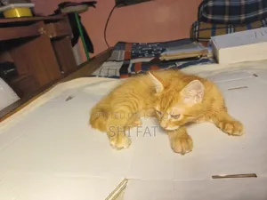 ১-৩ মাসের মেল পিউরব্রেড পার্সিয়ান