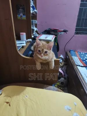 1-3 months Male Purebred Persian
