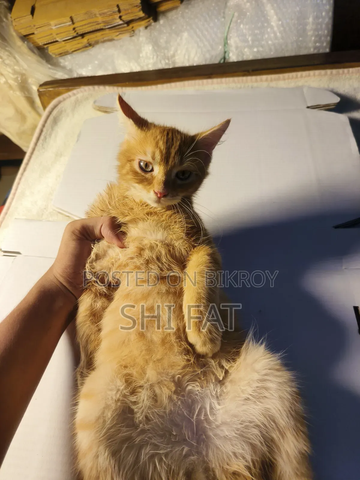 1-3 months Male Purebred Persian