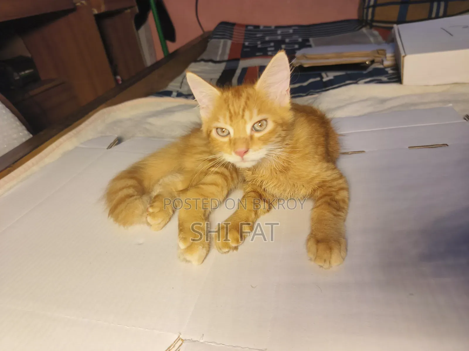 1-3 months Male Purebred Persian