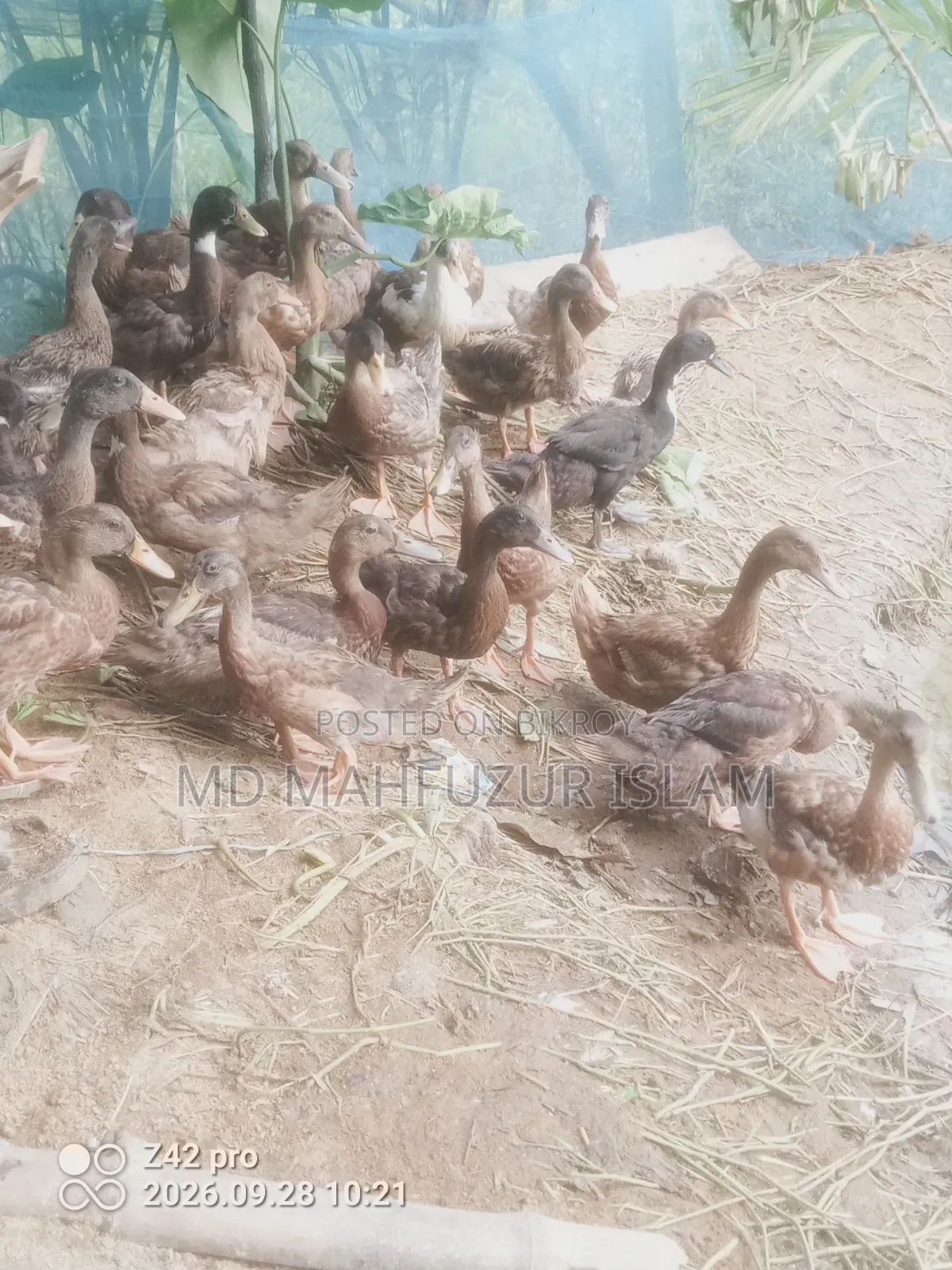 দেশি হাঁস