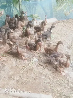দেশি হাঁস