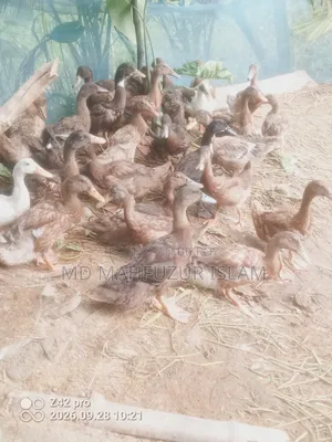 দেশি হাঁস