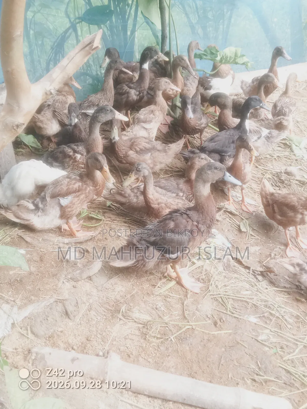 দেশি হাঁস
