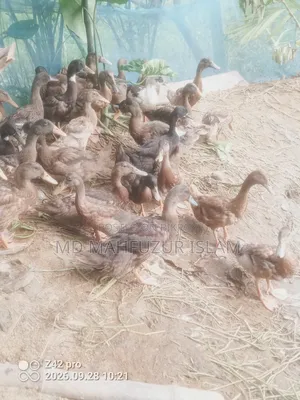 দেশি হাঁস