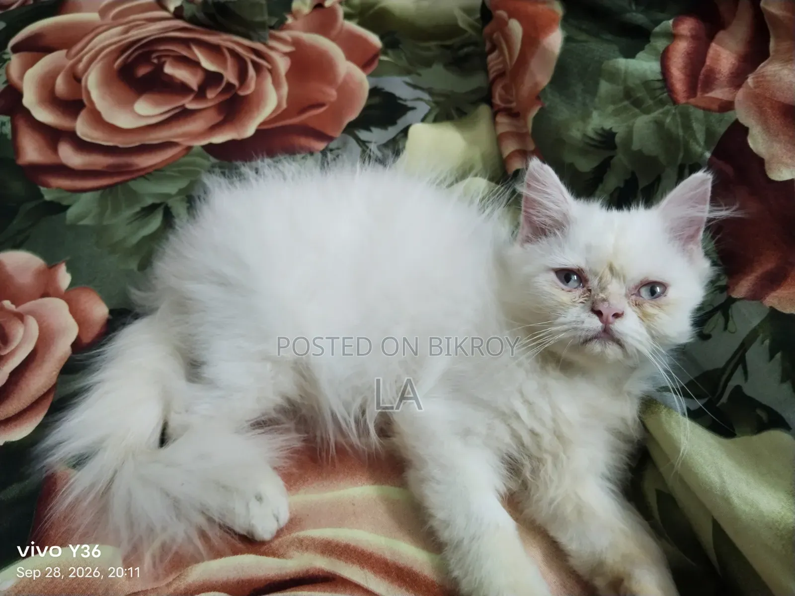 1-3 months Male Purebred Persian
