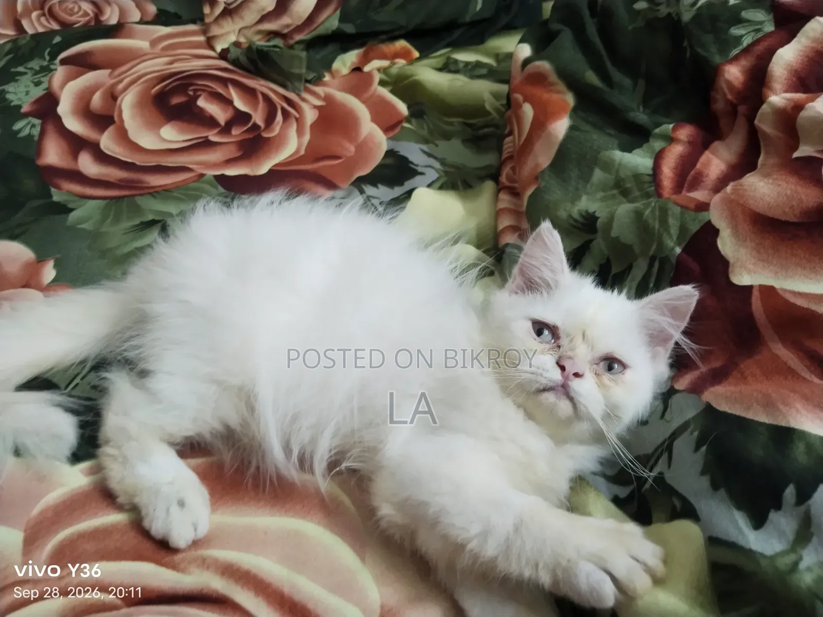 1-3 months Male Purebred Persian