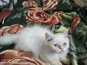 1-3 months Male Purebred Persian