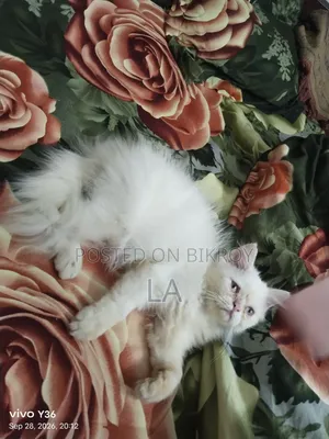 1-3 months Male Purebred Persian
