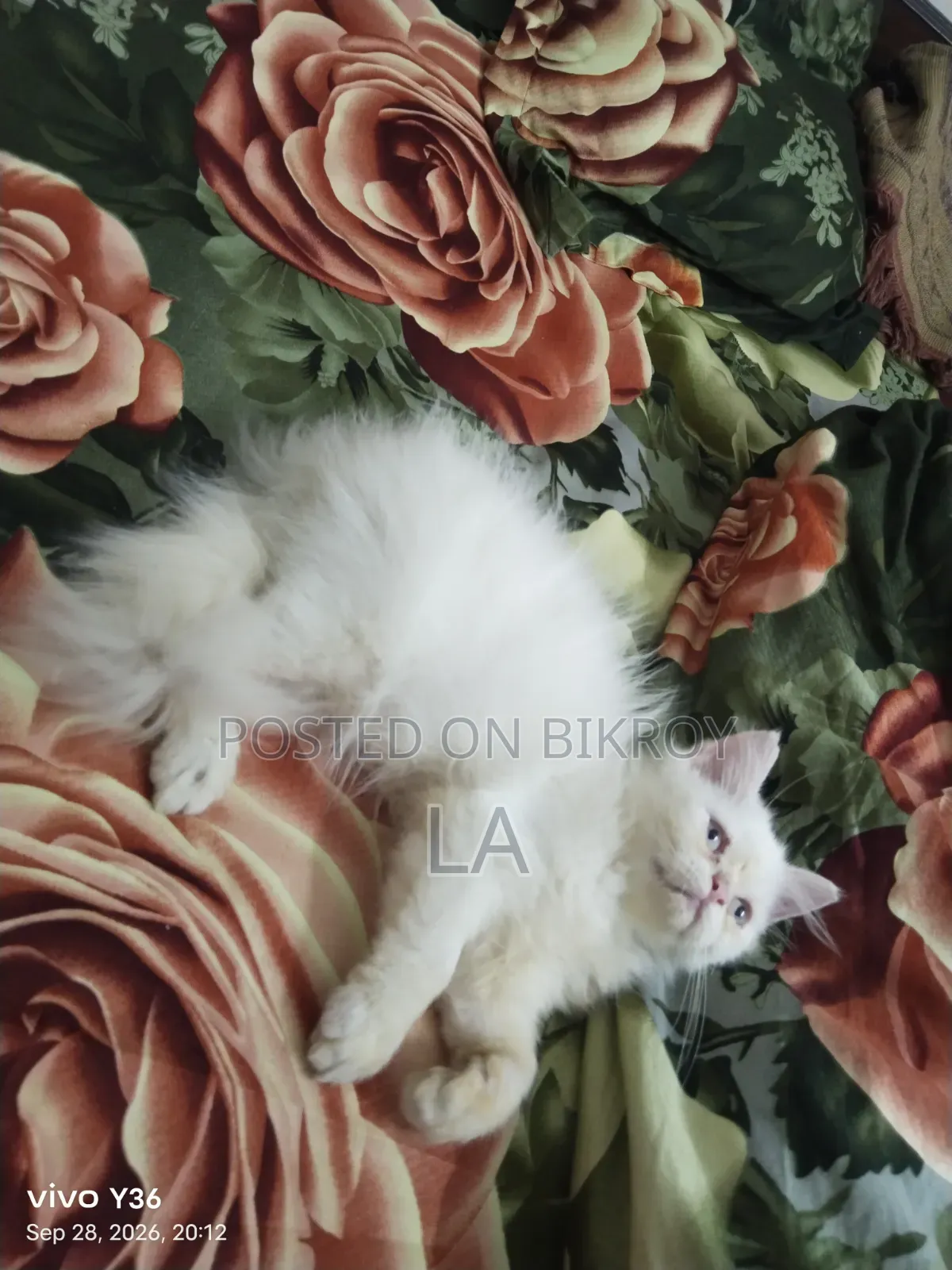 1-3 months Male Purebred Persian