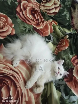 1-3 months Male Purebred Persian