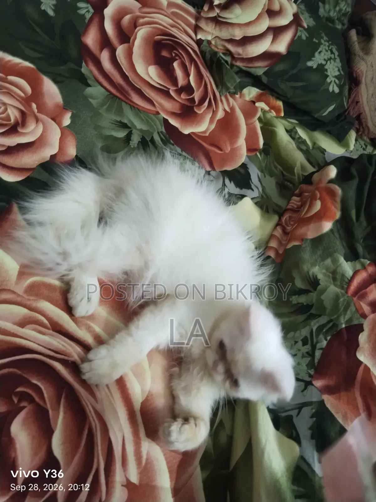 1-3 months Male Purebred Persian