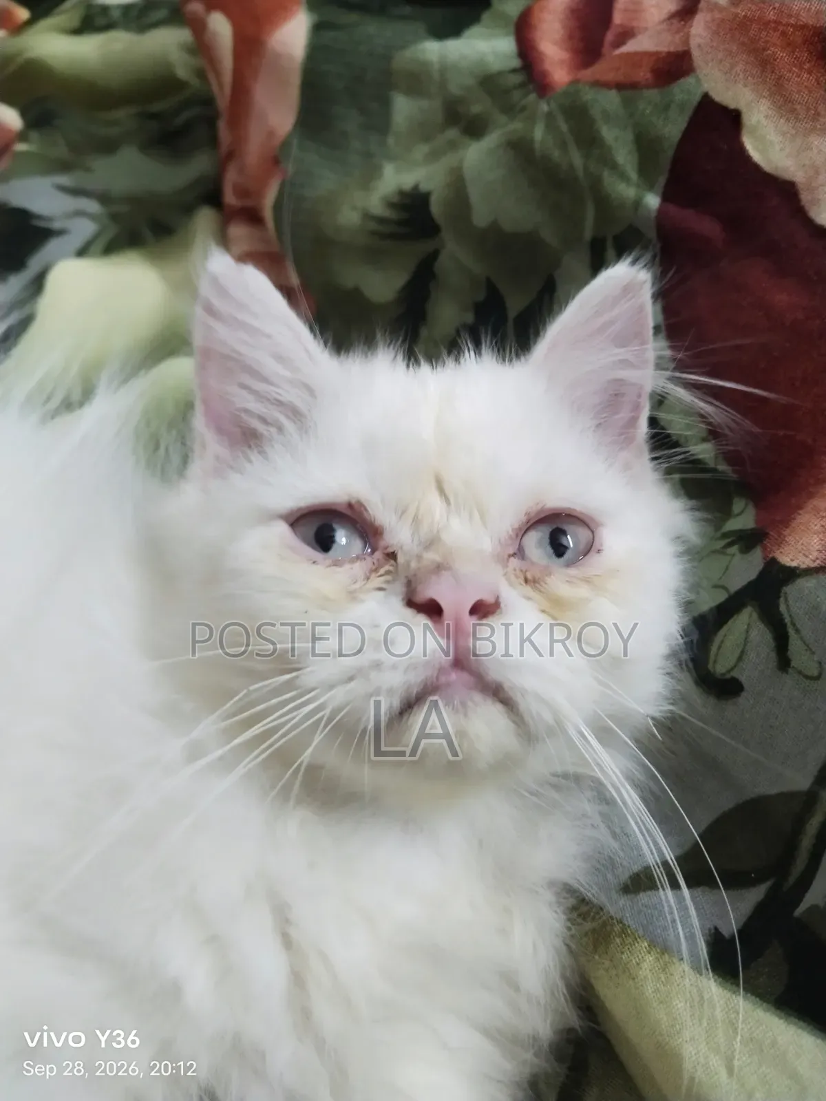 1-3 months Male Purebred Persian