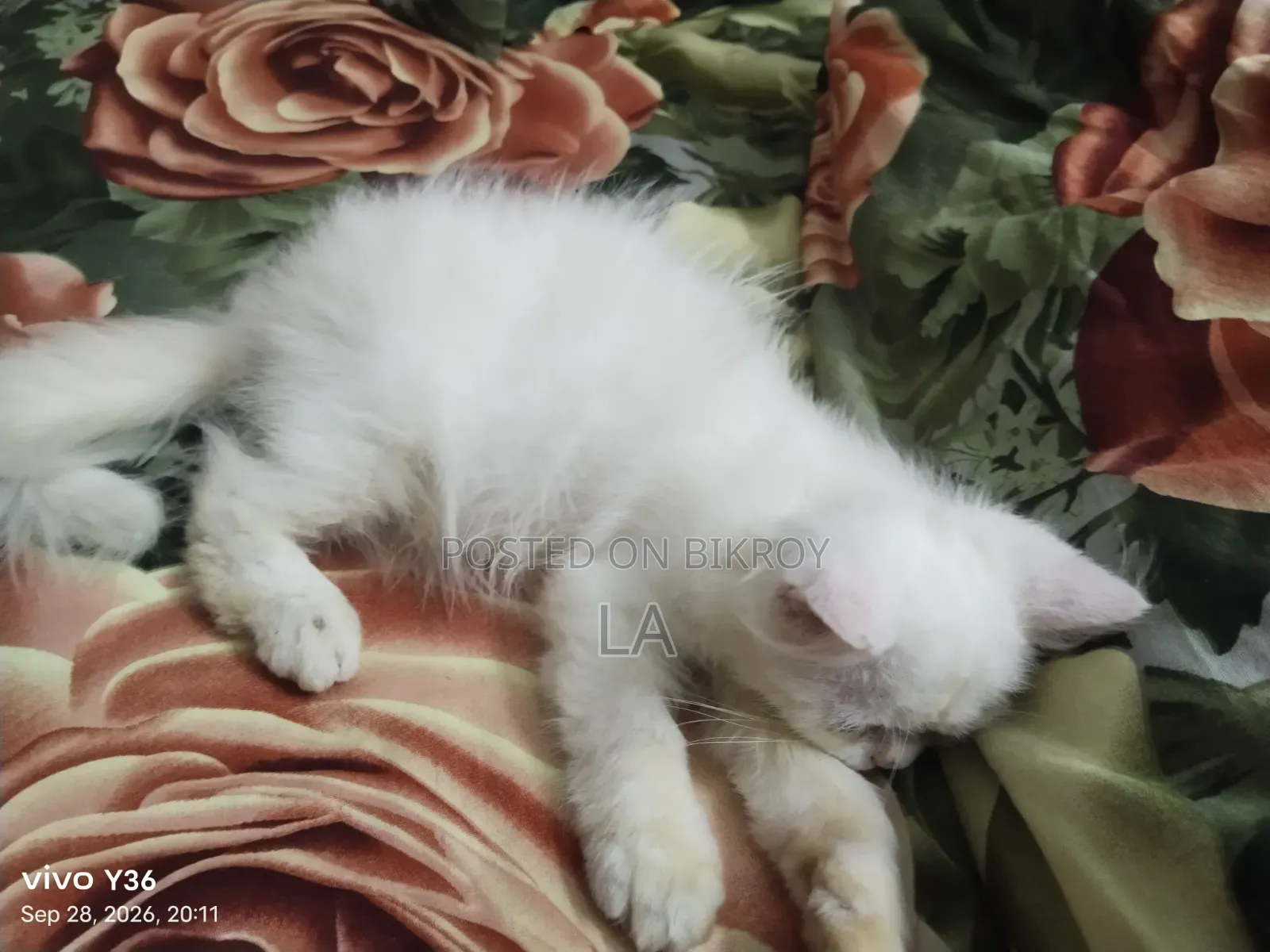 1-3 months Male Purebred Persian